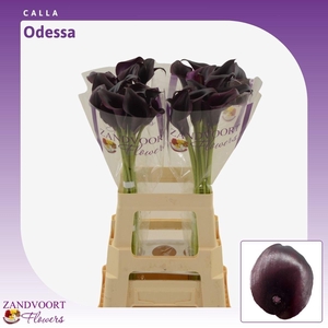 Calla Odessa