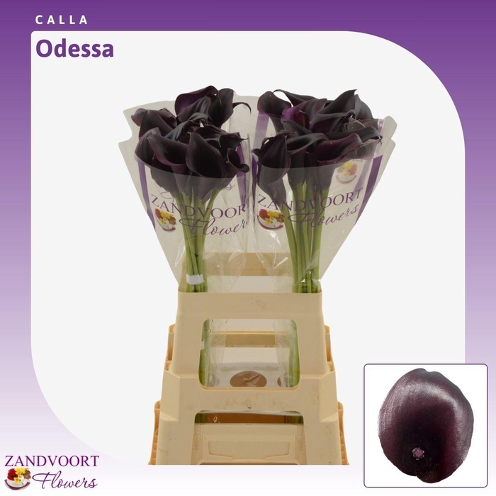 <h4>Calla Odessa</h4>