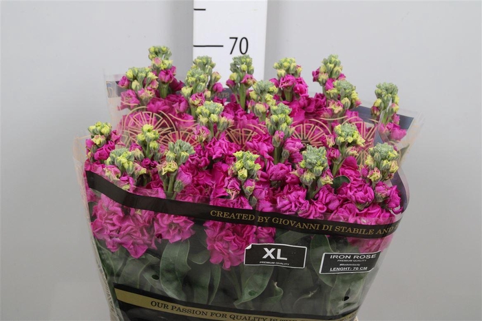 <h4>Matth Iron Rose</h4>