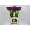 Allium Jackpot