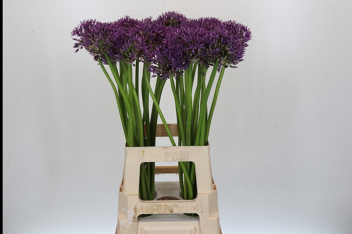 Allium Jackpot
