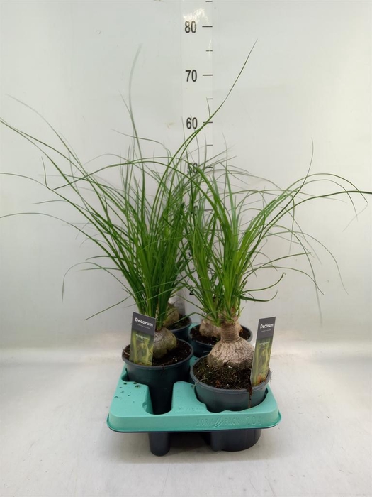 <h4>Beaucarnea recurvata</h4>