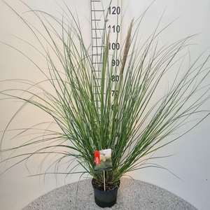 Cortaderia selloana Pumila