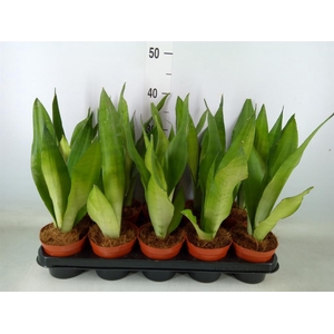 Sansevieria trifa. 'Moonshine'