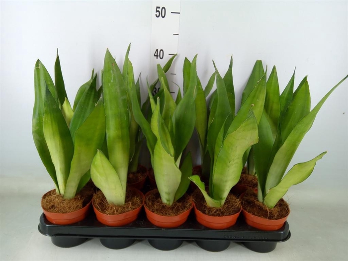 <h4>Sansevieria trifa. 'Moonshine'</h4>