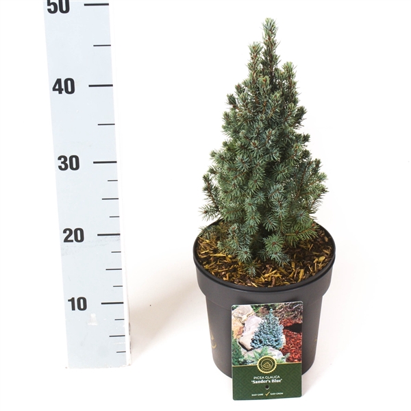 <h4>Picea g. 'Sander's Blue'</h4>