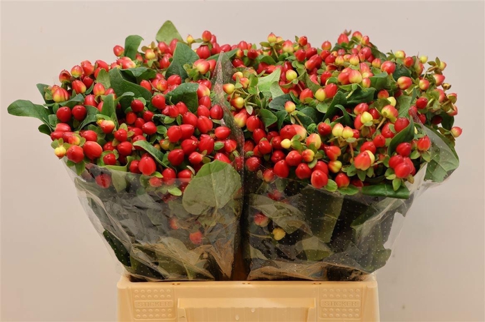 <h4>HYP MAG TRIUMPH</h4>