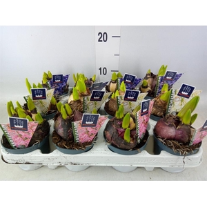 Hyacinthus orie. 'Multifl' ..mix 4