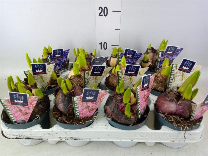 <h4>Hyacinthus orie. 'Multifl' ..mix 4</h4>
