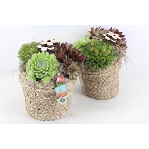 arr4 Semp JS - Nature mand 306/6