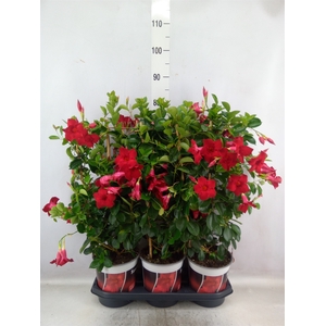 Mandevilla  'Sundavil Velvet Red'