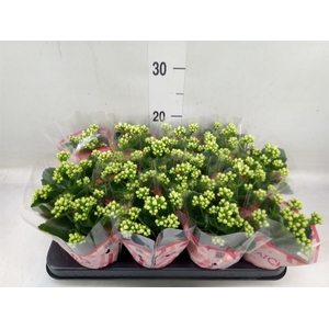 Kalanchoe blos. 'Calandiva Whites'