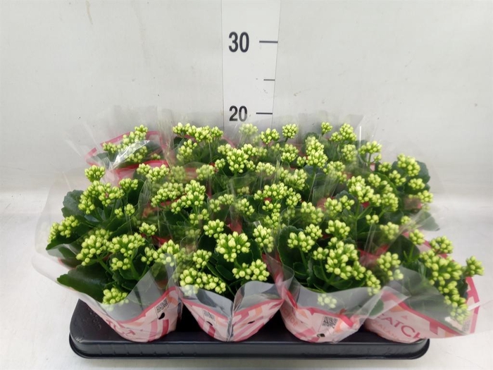 <h4>Kalanchoe blos. 'Calandiva Whites'</h4>