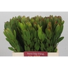 Leucadendron Goldstrike