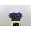 Agapanthus Dr.brouwer