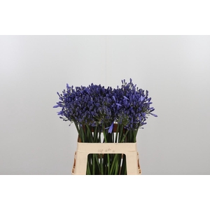 Agapanthus Dr.brouwer