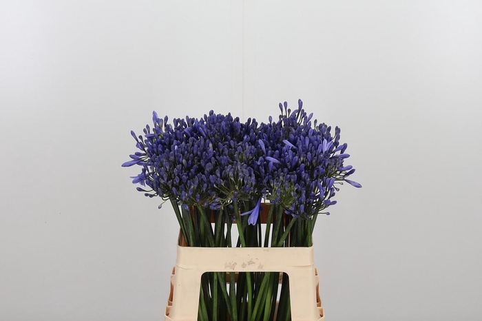 <h4>Agapanthus Dr.brouwer</h4>