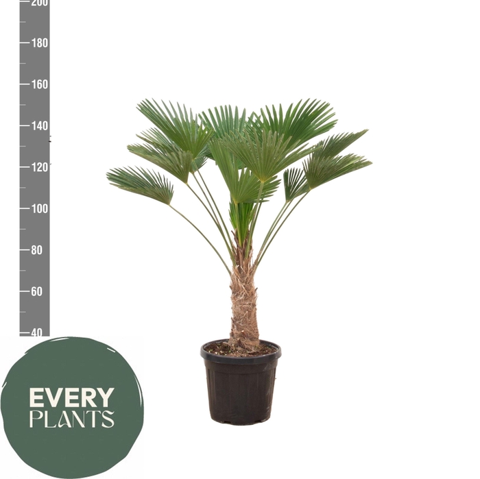 <h4>TRACHYC WAGNERIAN</h4>