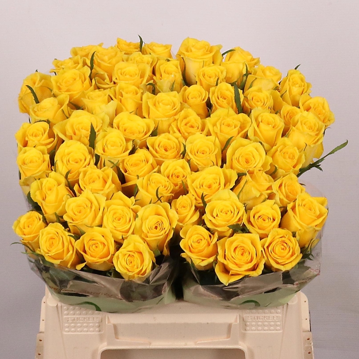 <h4>R GR MOONWALK</h4>