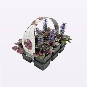 Ajuga reptans 'Burgundy Glow'