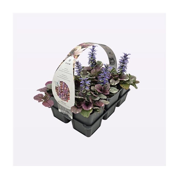 <h4>Ajuga reptans 'Burgundy Glow'</h4>