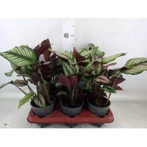 Calathea   ...