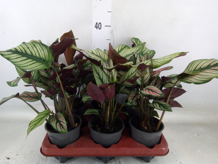 <h4>Calathea   ...</h4>