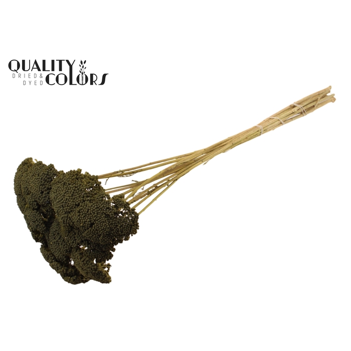 <h4>Achillea 2-4cm per stem Olive</h4>