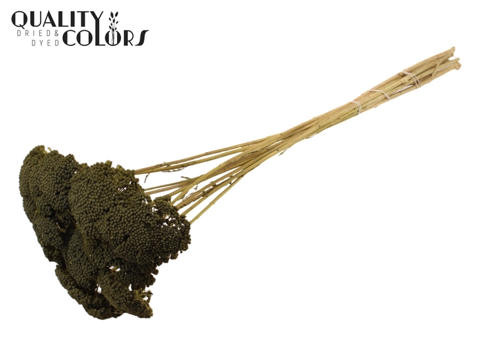 <h4>Achillea per stem Olive</h4>