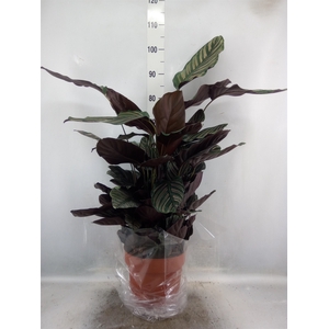 Calathea sanderiana