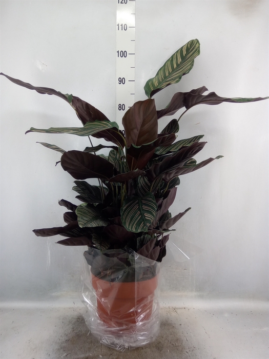 Calathea sanderiana