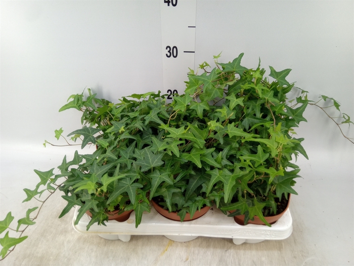<h4>Hedera helix 'Tres Coupe'</h4>