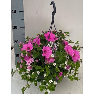PERKPL GEM IN POT