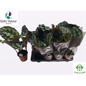 Calathea Kennedy 14Ø 45cm