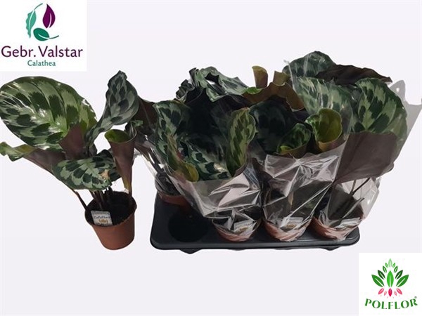 Calathea Kennedy 14Ø 45cm