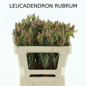 LEUCAD OV