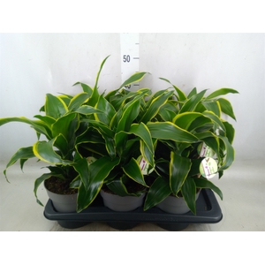 Dracaena frag. 'Dorado'