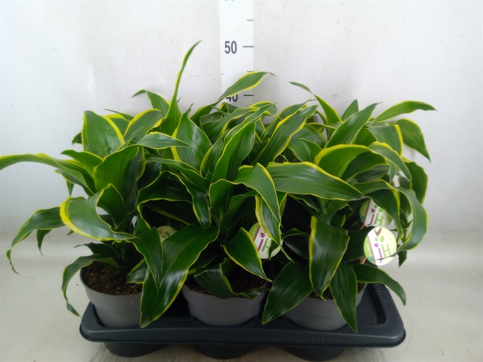 <h4>Dracaena frag. 'Dorado'</h4>
