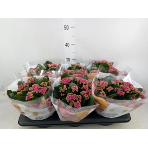 Kalanchoe blos. 'RosDon Victorio'