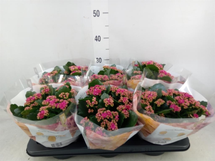 <h4>Kalanchoe blos. 'RosDon Victorio'</h4>