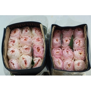 R Gr David Austin Juliet X12