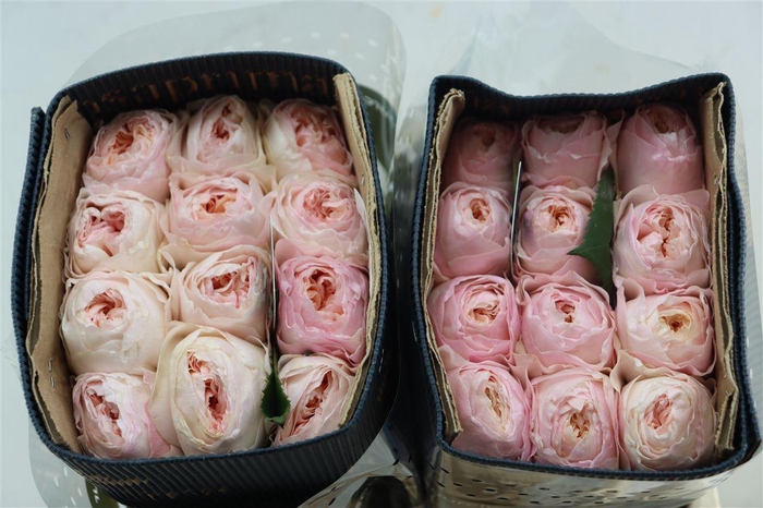 <h4>R Gr David Austin Juliet X12</h4>