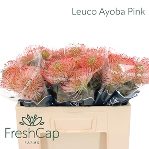 Leuco Ayoba Pink