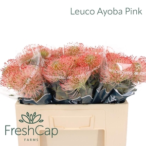 Leuco Ayoba Pink