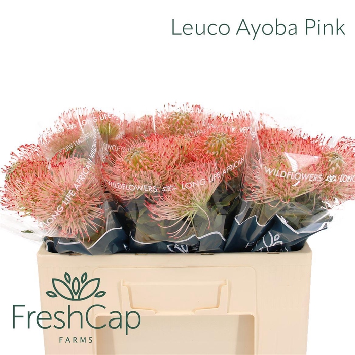 <h4>Leuco Ayoba Pink</h4>
