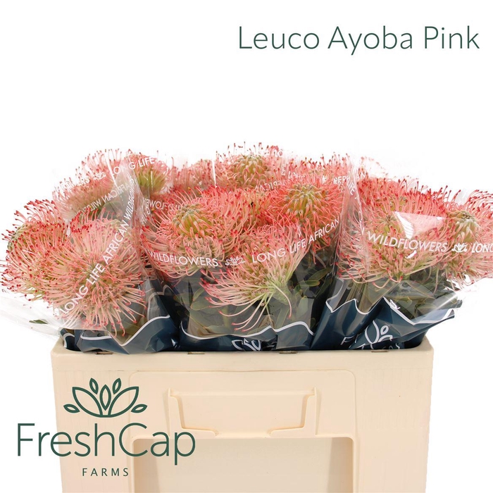 <h4>Leuco Ayoba Pink</h4>