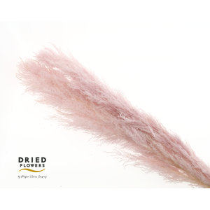 Dried Cortaderia Dadang Light Pink