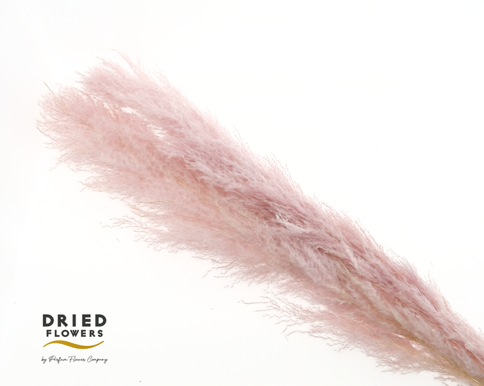 Dried Cortaderia Dadang Light Pink