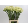 Agapanthus EYFORI White