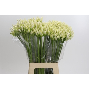 Agapanthus Eyfori White